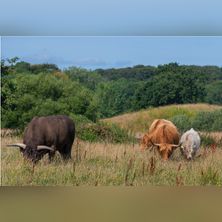 Biodiversitetstur