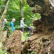 Safri til de d&oslash;de tr&aelig;er